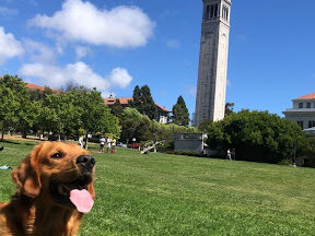 A dog with its tongue out at the Memorial Glade, with the Campanile in the background.