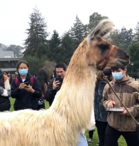 One of the llamas from Llamapalooza 2021! 