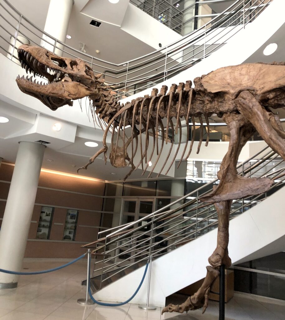 Osborn the T-rex from the UC Berkeley Museum of Paleontology on the first floor of the VLB building. 