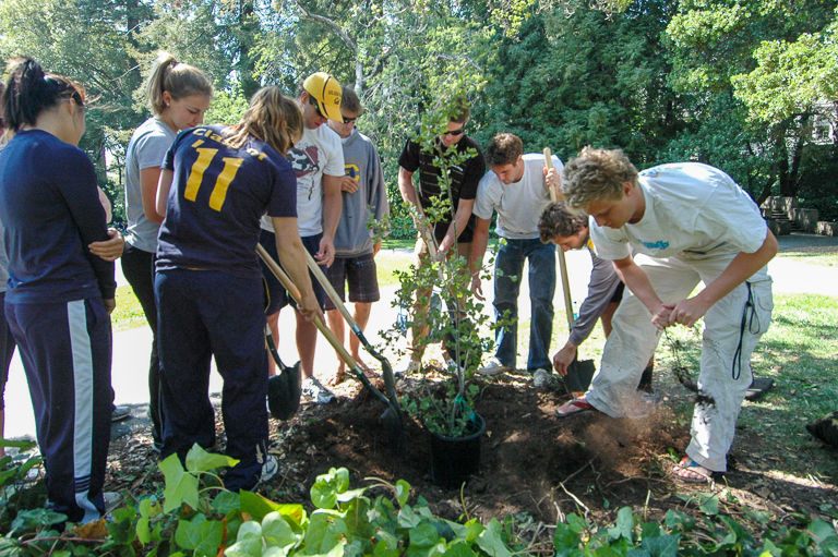 Cal athletes plant California live oak saplings in Faculty Glade in advance of Earth Day. Photo by Student Affairs Communications. 