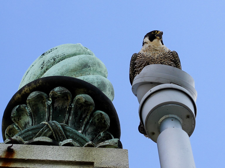 Annie the Peregrine Falcon perching on the Campanile.