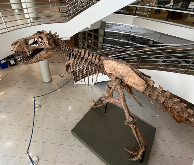 The freestanding Tyrannosaurus Rex skeleton on display in the UC Berkeley Museum of Paleontology in the Valley Life Sciences Building.