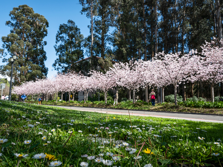 The cherry blossom grove near the West Gate entrance to campus in bloom.