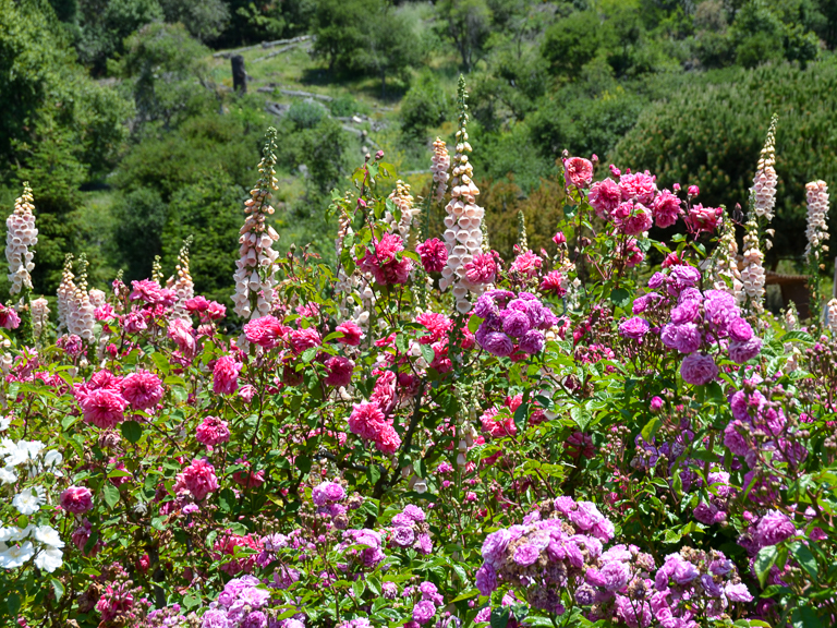 Pink, purple, and white flowers growing in the UC Botanical Garden.